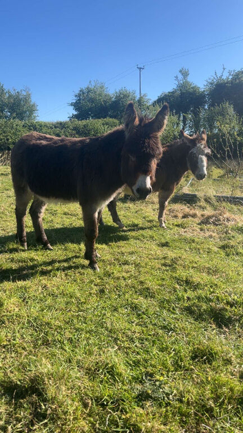 Male & Female donkey