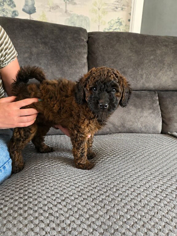 Stunning Cockapoo F1b Puppies