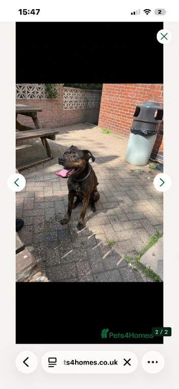 Staffy cross Rottweiler