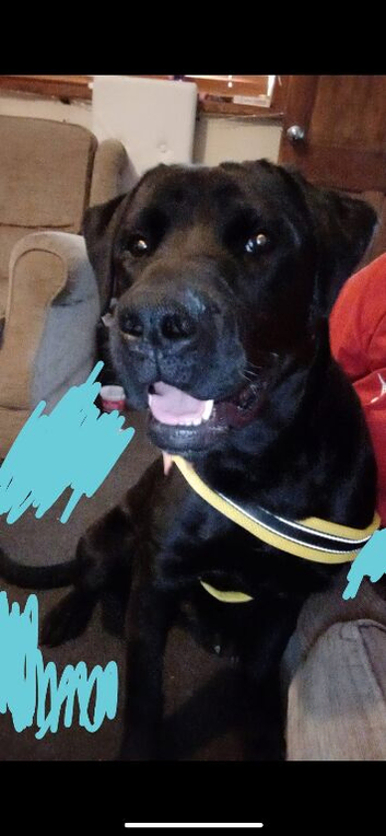 1 and 1/2 year old male