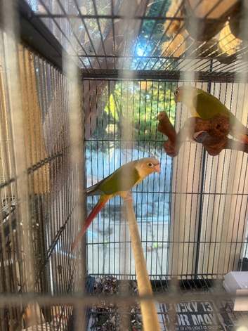2026 Conure chicks. Hatched May.