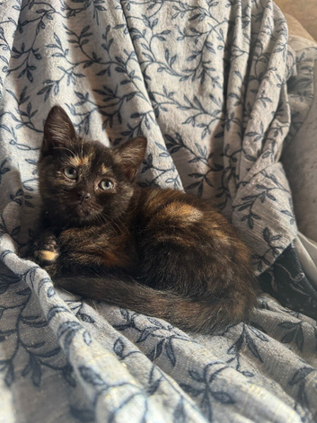 Persian Female Kitten