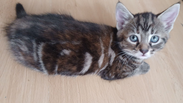 Kittens