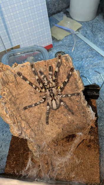 Poecilotheria regalis/ poecilotheria subfusca lowland juvenile