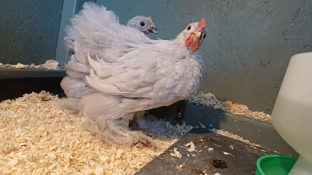 Lavender bantams pair
