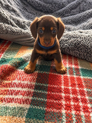 Beautiful happy and healthy chocolate and cream dachshund puppies