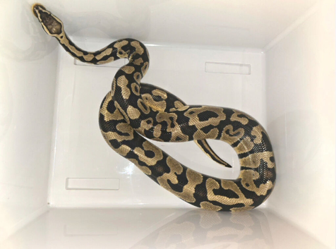 Pastel royal python
