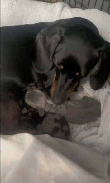 DACHSHAUND FOR SELL
