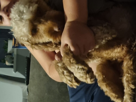 2 year old female cockapoo