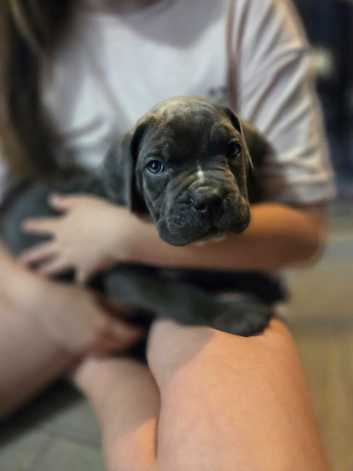 Cane corso puppies