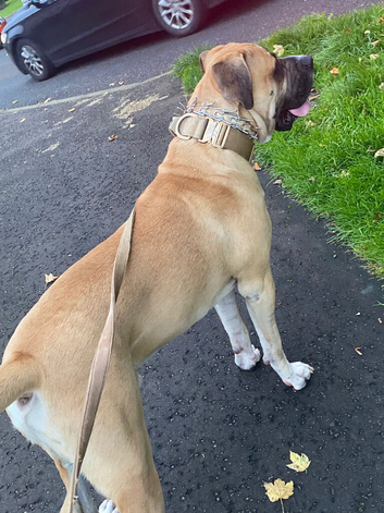 Mastiff mix