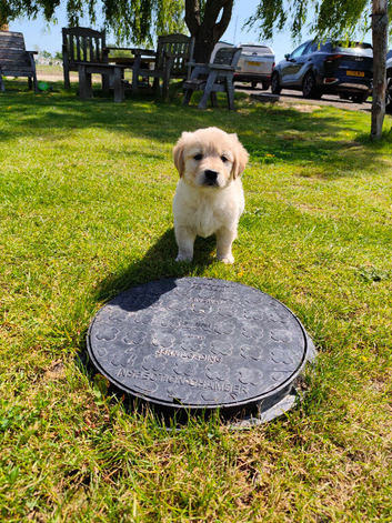 KC Golden Retrievers