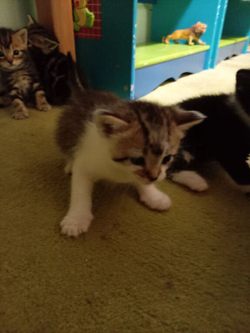 Stunning kitten's