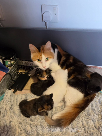 Kittens for sale mixed litter