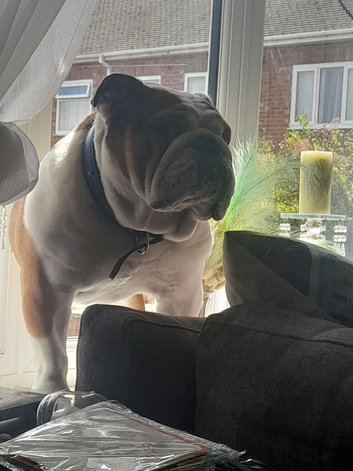 Handsome boy for stud
