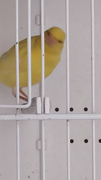 Canaries, goldfinch hen.