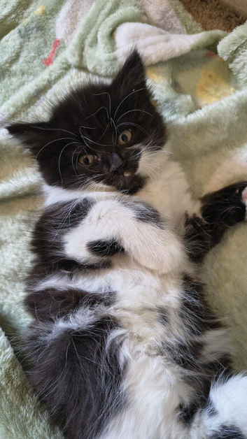 Gorgeous Ragamuffin x kittens.
