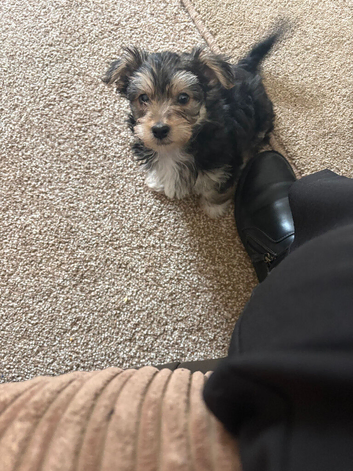 Male morkie