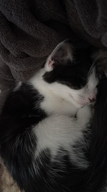 Kitten