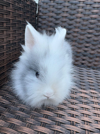 Lionhead bunnies