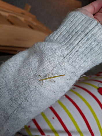 Indian stick insects