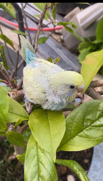 Sale or trade Rainbows Hend reared Baby Budgies