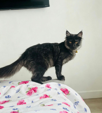 Main coon tica registered