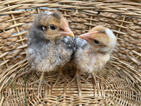 BABY CHICKS FOR SALE!