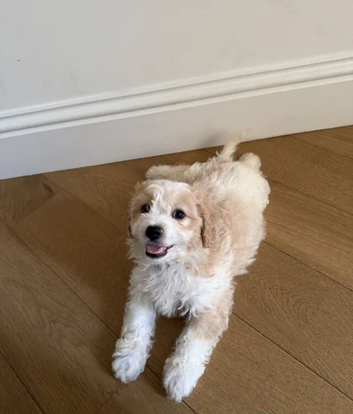 Home Raised Older Female Cavachon