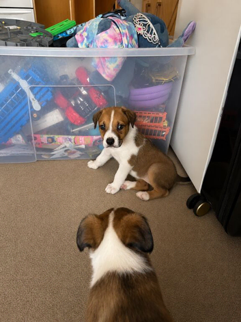 Bullmastiff X border collies