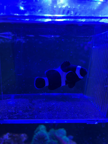 Pair Black and white clown fish