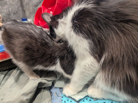 Adorable male kitten