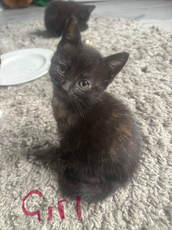Kittens for sale