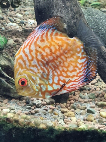 Various fish for re-homing