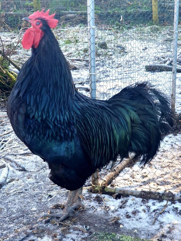Australrop Black LF hatching fertilised eggs rare