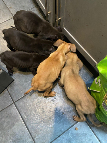 Cane corso / dog de bordeaux