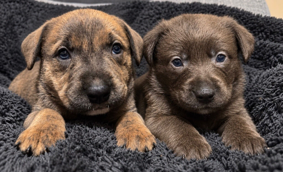 Blue & Brindle Mixed Breed Puppies &pound;650-&pound;750