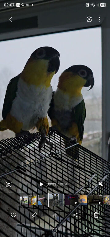 2 male Black headed caique