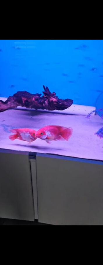 Santa parrot cichlids