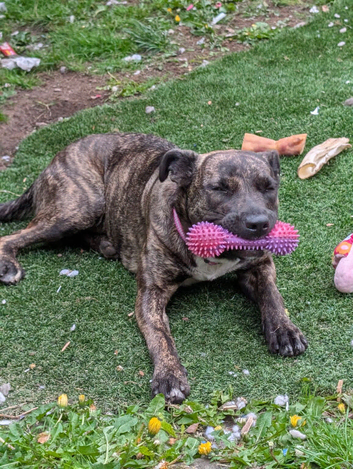 Rehome poppy
