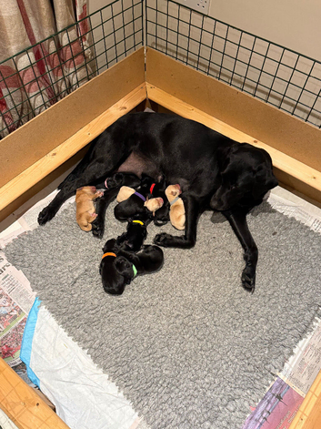 KC registered Labrador Retrievers