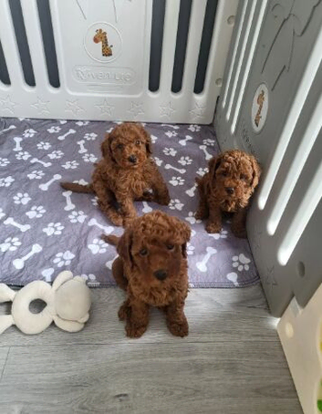 Miniature Poodle Puppies &ndash; Ready to Leave.