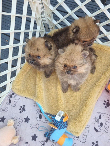 Pomeranian puppies