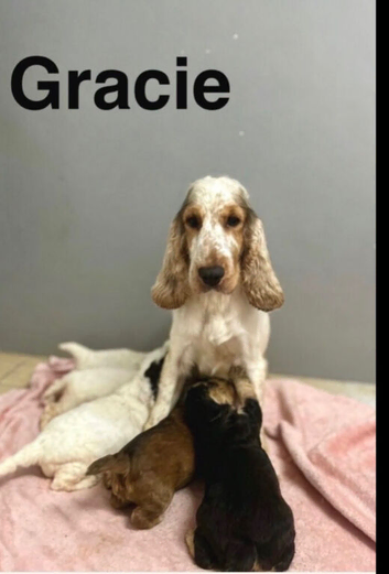 Gracie gorgeous boy ready for a family home