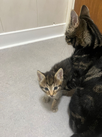 Bengal x tabby kittens