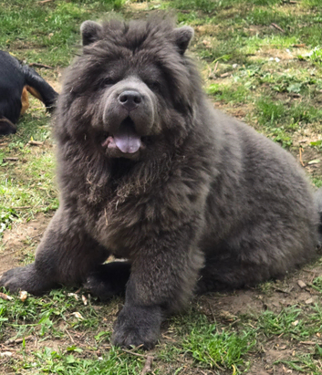 Blue Chow Chow Stud Chow Stud liverpool