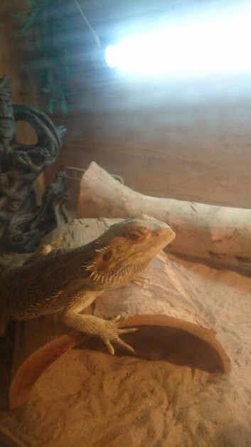 3 year old bearded dragon and set up