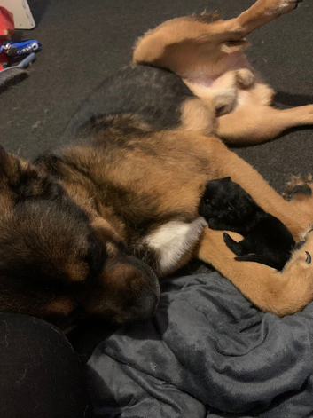 Whippet x American Akita puppies