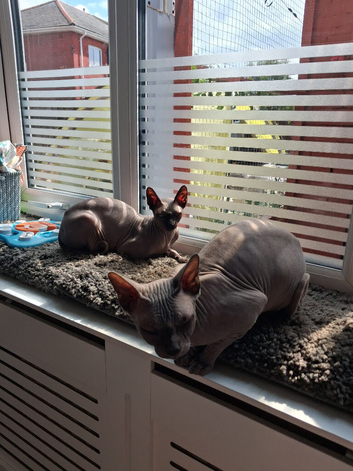 Rehome
