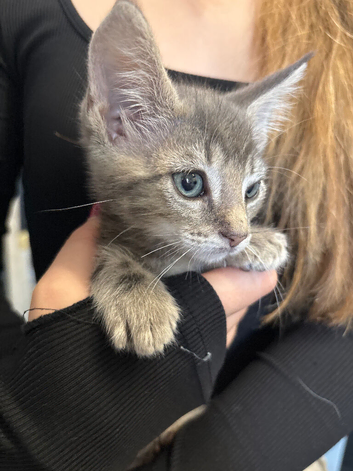 Last little boy from a litter of 8
